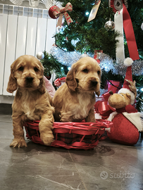 Cocker spaniel inglese