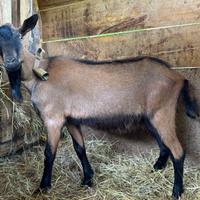 Becco giovane camosciato