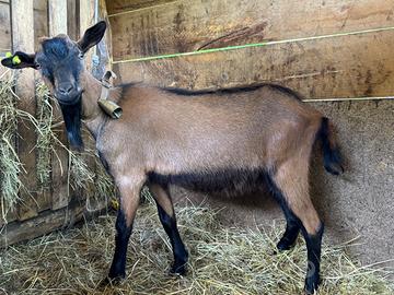 Becco giovane camosciato