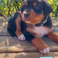 Cuccioli incrocio pastore australiano