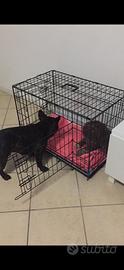 kennel animali