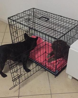 kennel animali