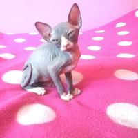 Cuccioli di Canadian Sphynx