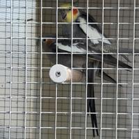 Coppia di Calopsite riproduttiva