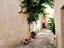 Immagine 14