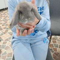 Conigli ariete nani minilop