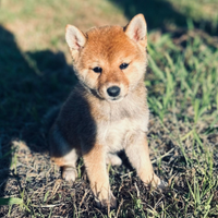 Shiba Inu MINI