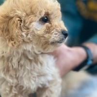 Barboncino mini Toy champagne maschio