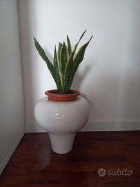 Vaso Tob di Adriani & Rossi
