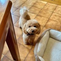 Disponibile per monta