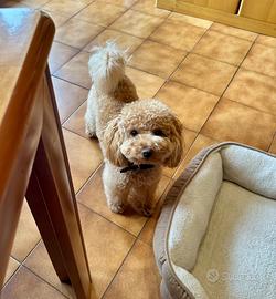 Disponibile per monta