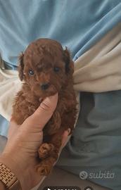 Barboncini mini toy red brawn