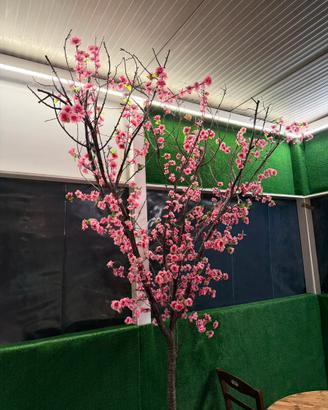 Albero