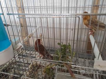 Animali