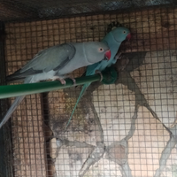 Parrocchetti dal collare