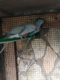 Parrocchetti dal collare