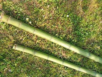 giardino - canne bambù 