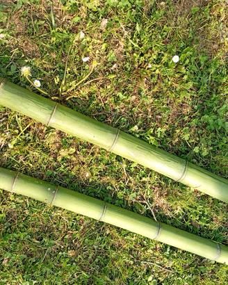 giardino - canne bambù 