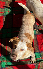 Splendidi cuccioli tg media