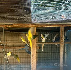 Parrocchetti dal collare