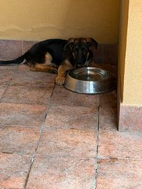Cucciolo pastore tedesco