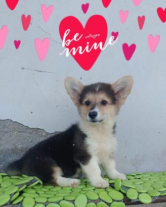 welsh Corgi Pembroke pedigree Enci 