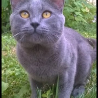 Stallone gatto certosini x monta