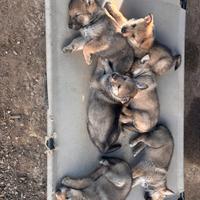 Cuccioli di cane lupo cecoslovacco