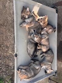 Cuccioli di cane lupo cecoslovacco