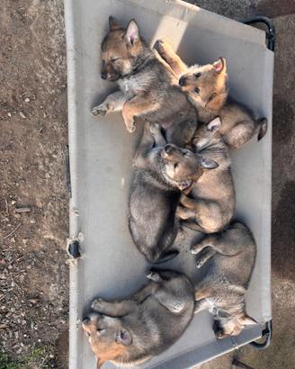 Cuccioli di cane lupo cecoslovacco