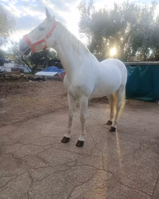 Cavallo spagnolo