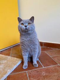 British shorthair per accoppiamento