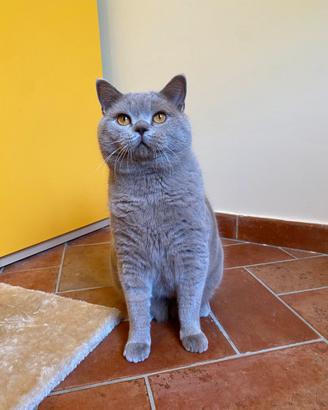 British shorthair per accoppiamento
