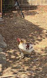 Galli giovani rustici