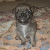 Maschietto Chihuahua