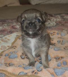 Maschietto Chihuahua