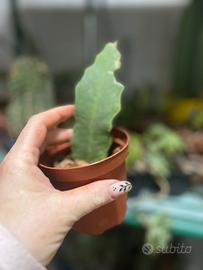 Cactus regina della notte