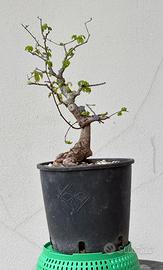 Bonsai olmo