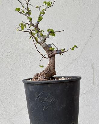 Bonsai olmo