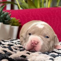 American pitbull terrier