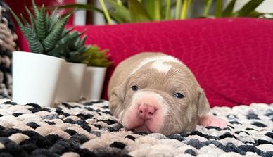 American pitbull terrier