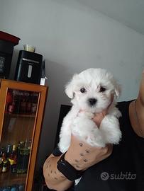 Maltese