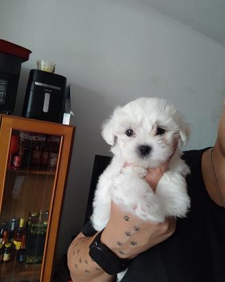 Maltese
