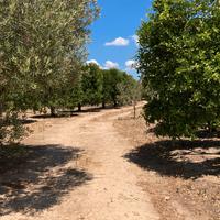 Frutta, ortaggi e punto vendita