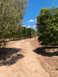 Frutta, ortaggi e punto vendita