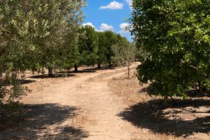 Frutta, ortaggi e punto vendita