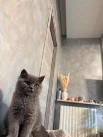 British shorthair