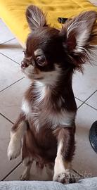 Chihuahua con pedigree Enci