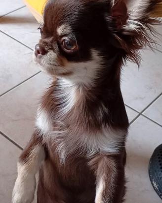 Chihuahua con pedigree Enci