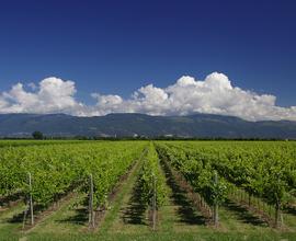 Vigneti in conduzione, zona Conegliano,max serietà